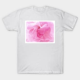 Soft pink rose in close up T-Shirt